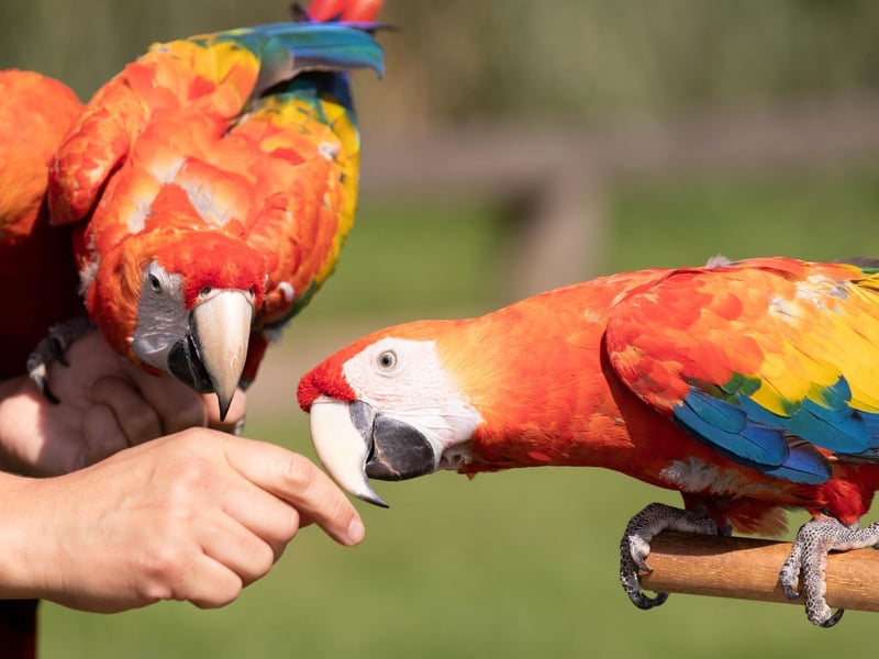 Scarlet macaw (Ara macao) - Haribo weighed 980g, Skittles weighed 975g and Sherbet weighed 880g (Keeper: Liz Brown)
