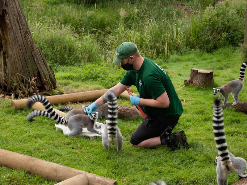 Ring-tailed lemur (Lemur catta) – 2.3kg (Keeper: Jonathan Risbridgr)