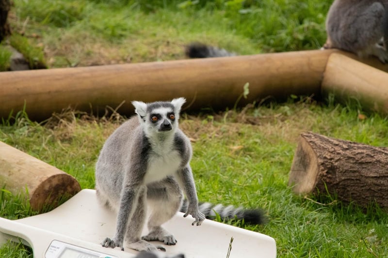 Ring-tailed lemur (Lemur catta) – 2.3kg (Keeper: Jonathan Risbridgr)