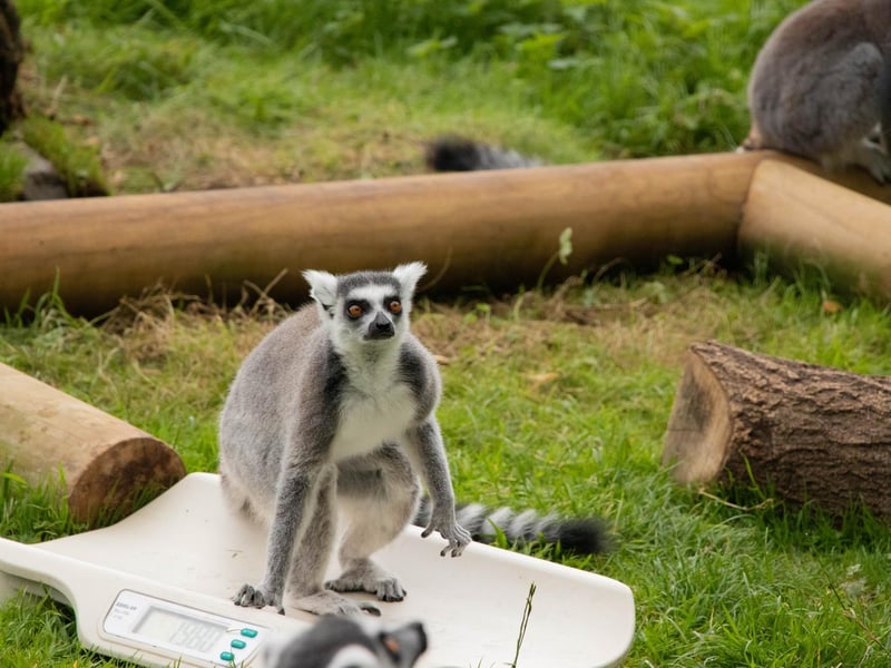 Ring-tailed lemur (Lemur catta) – 2.3kg (Keeper: Jonathan Risbridgr)