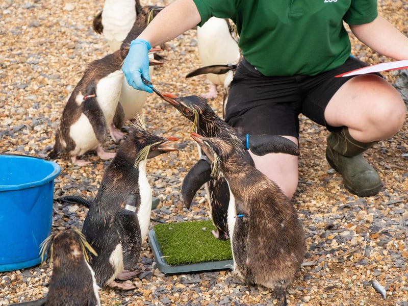 Northern rockhopper penguin (Eudyptes moseleyi) – 3.8kg (Keeper: Claire Mcsweeney)