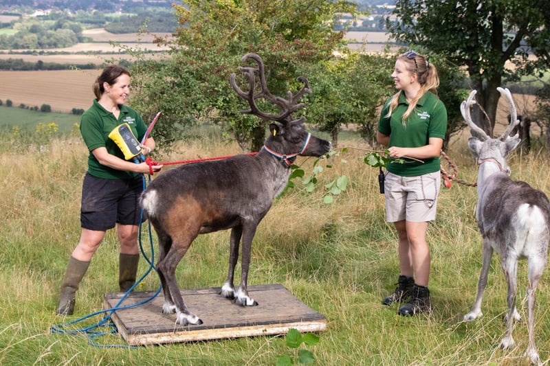 Reindeer (Rangifer tarandus) - Flora weighed 77kg (Keeper: Christina Finch and Danielle Hearne)