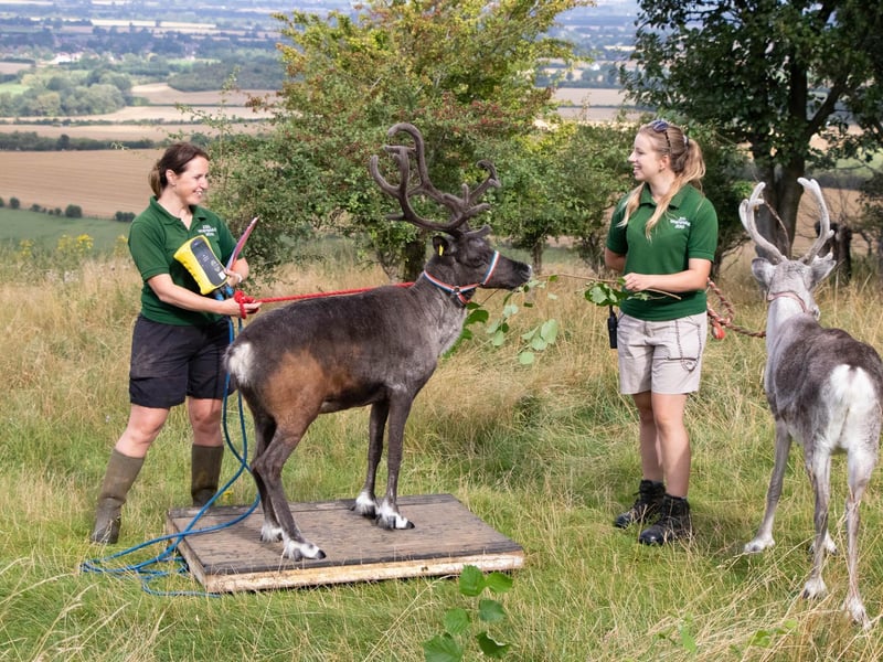 Reindeer (Rangifer tarandus) - Flora weighed 77kg (Keeper: Christina Finch and Danielle Hearne)
