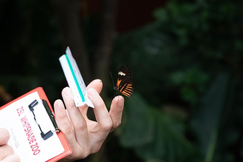 Postman butterfly (Heliconius melpomene) - (Keeper: Thomas Maunders)
