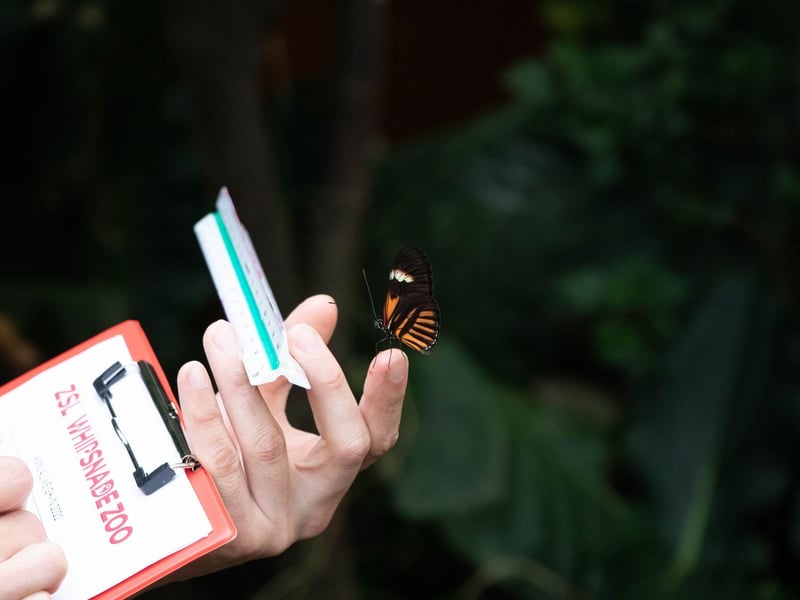 Postman butterfly (Heliconius melpomene) - (Keeper: Thomas Maunders)