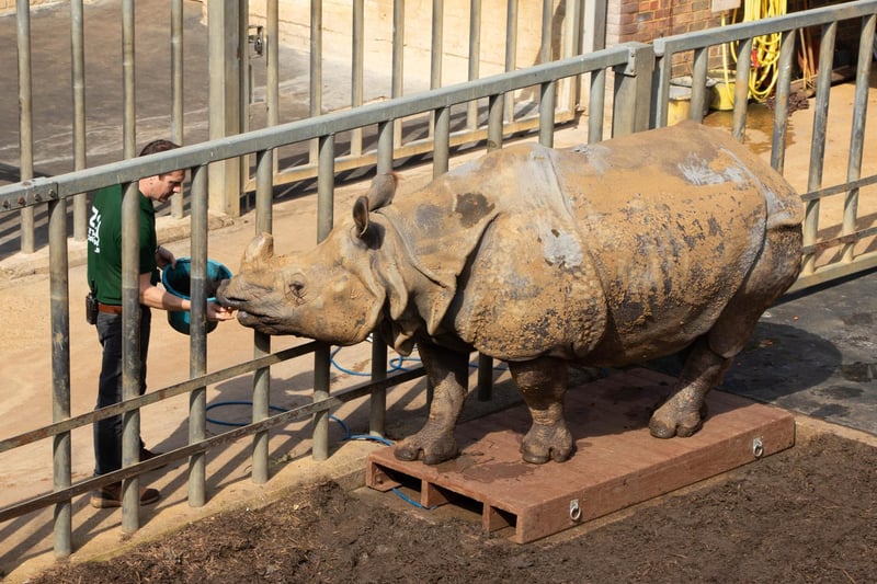 Greater one-horned rhinoceros or Indian rhinoceros (Rhinoceros unicornis) – Beluki (female) weighed 1650kg (Keeper: Phil Curzon)