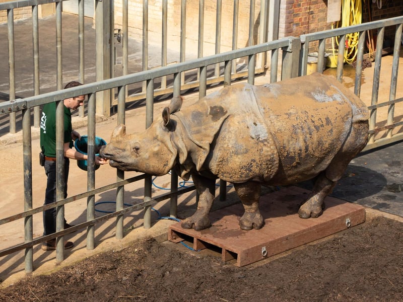 Greater one-horned rhinoceros or Indian rhinoceros (Rhinoceros unicornis) – Beluki (female) weighed 1650kg (Keeper: Phil Curzon)