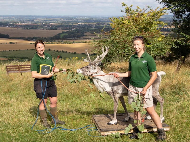 Reindeer (Rangifer tarandus) - Heidi weighed 71.5kg (Keeper: Christina Finch and Danielle Hearne)