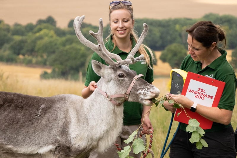 Reindeer (Rangifer tarandus) - Heidi weighed 71.5kg (Keeper: Christina Finch and Danielle Hearne)