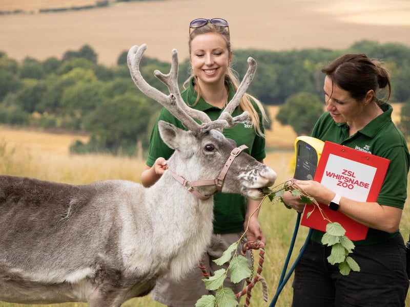 Reindeer (Rangifer tarandus) - Heidi weighed 71.5kg (Keeper: Christina Finch and Danielle Hearne)
