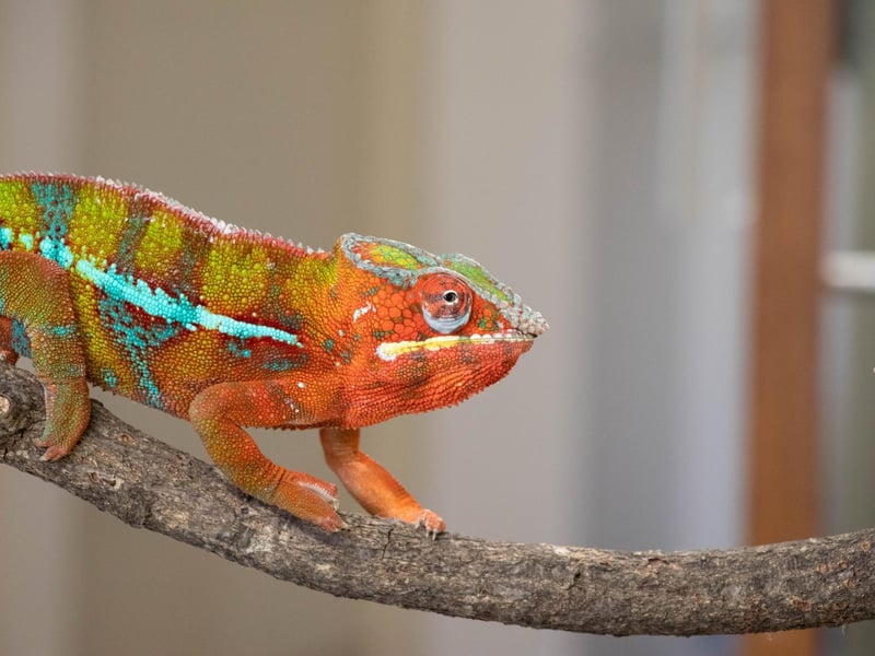 Panther chameleon (Furcifer pardalis) - 209g (Keeper: Thomas Maunders)