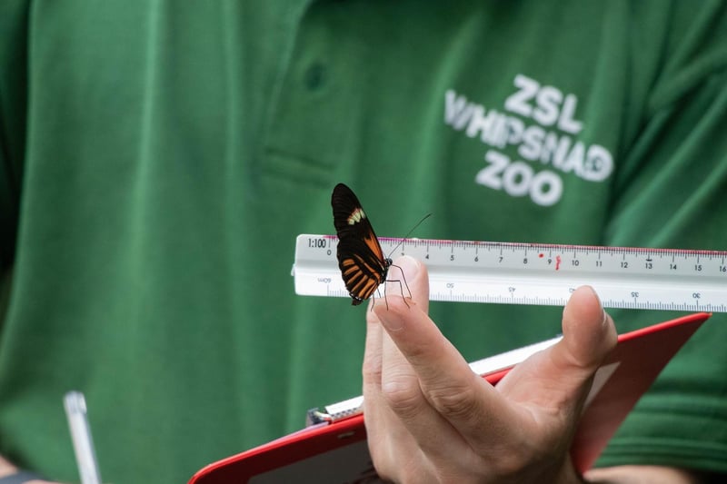 Postman butterfly (Heliconius melpomene) - (Keeper: Thomas Maunders)