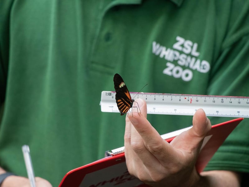 Postman butterfly (Heliconius melpomene) - (Keeper: Thomas Maunders)