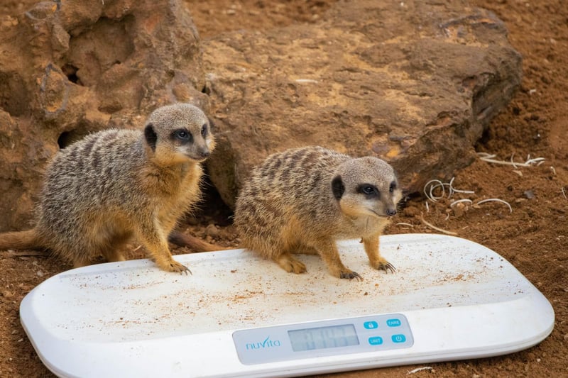 Slender-tailed meerkat (Suricata suricatta) - Bippity and Pixie weighed 1kg each (Keeper: Hallie Spencer)
