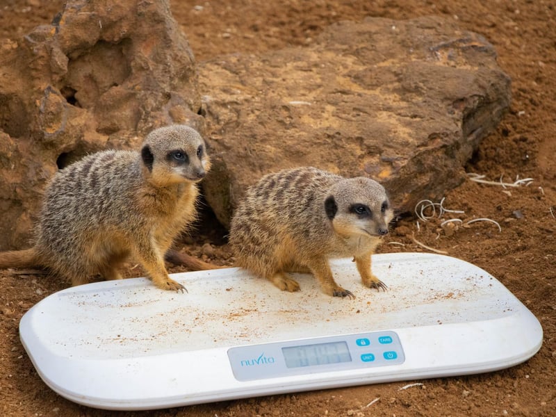Slender-tailed meerkat (Suricata suricatta) - Bippity and Pixie weighed 1kg each (Keeper: Hallie Spencer)