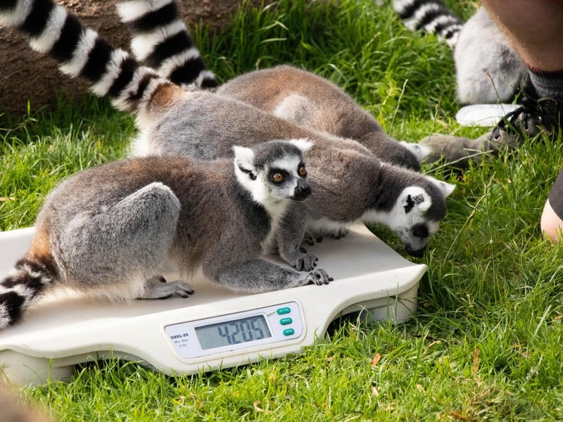 Ring-tailed lemur (Lemur catta) (Keeper: Jonathan Risbridgr)
