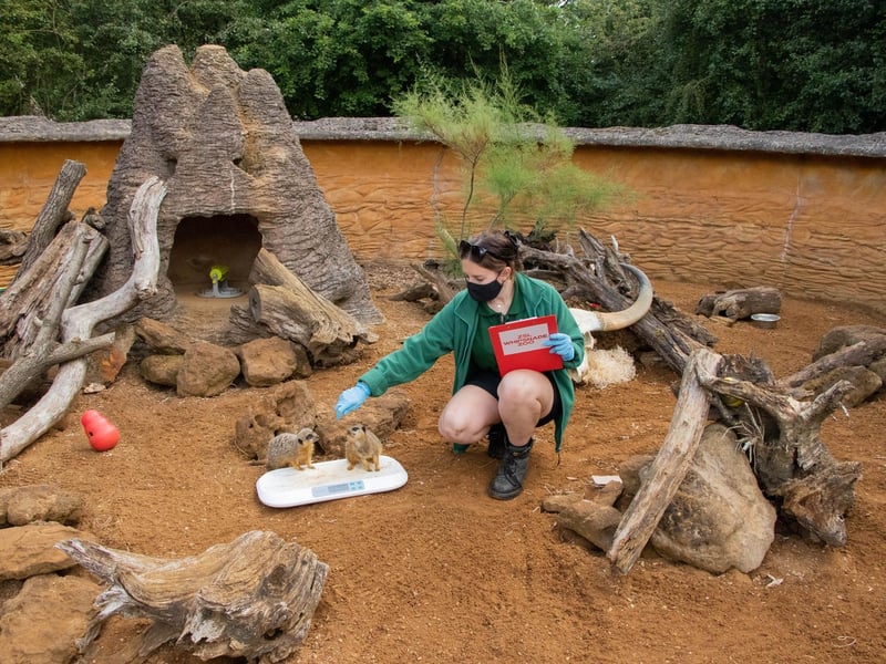 Slender-tailed meerkat (Suricata suricatta) - Bippity and Pixie weighed 1kg each (Keeper: Hallie Spencer)