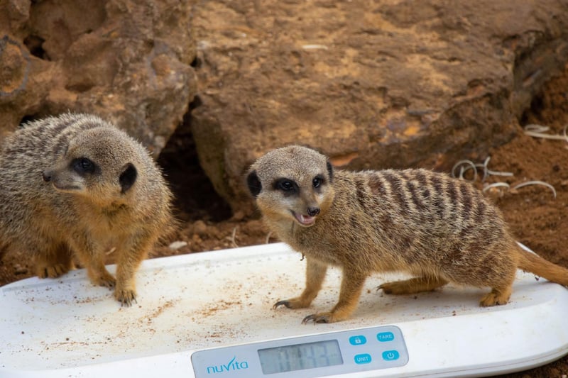 Slender-tailed meerkat (Suricata suricatta) - Bippity and Pixie weighed 1kg each (Keeper: Hallie Spencer)