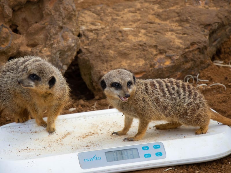Slender-tailed meerkat (Suricata suricatta) - Bippity and Pixie weighed 1kg each (Keeper: Hallie Spencer)