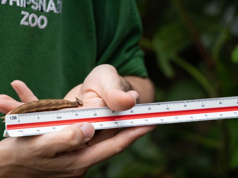 Owl butterfly caterpillar (Caligo martia) - (Keeper: Thomas Maunders)
