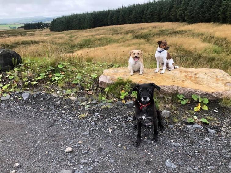 Janice Mclaren posted this photo with the message: 'Meaghan, Maize and Milo.'
