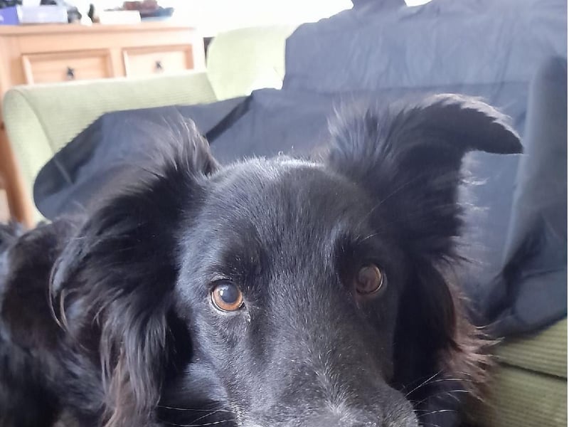 Nina Message posted this photo with the message: 'Mylo who has just turned eight years old x'