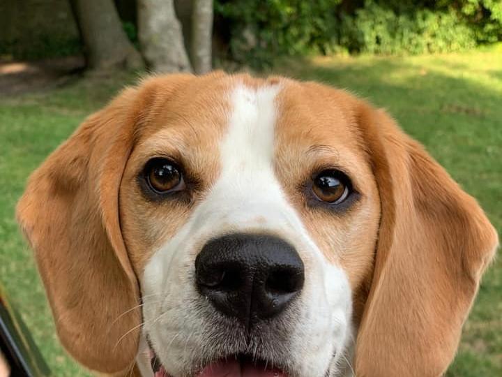 Linda McCombe posted this photo with the message: 'Dexter. Five years young.'