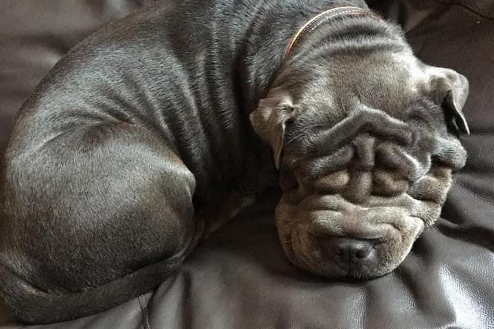 Nicola Donno posted this photo with the message: 'Prince our nearly two year old Shar-Pei'