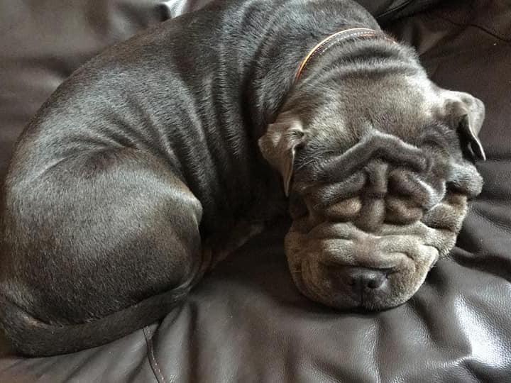 Nicola Donno posted this photo with the message: 'Prince our nearly two year old Shar-Pei'