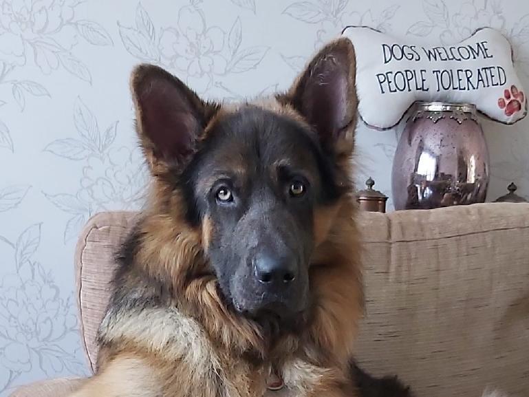 Kim Chapman posted this photo with the message: 'Baron, nearly two, just chilling.'