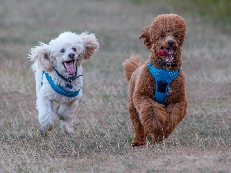 Gary Morton posted this photo with the message: 'Orion and Neo enjoying a run at Cuckmere.'