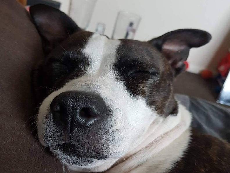 Theresa Toms posted this photo with the message: 'I wake up to this beautiful face every morning..My Roxy.'