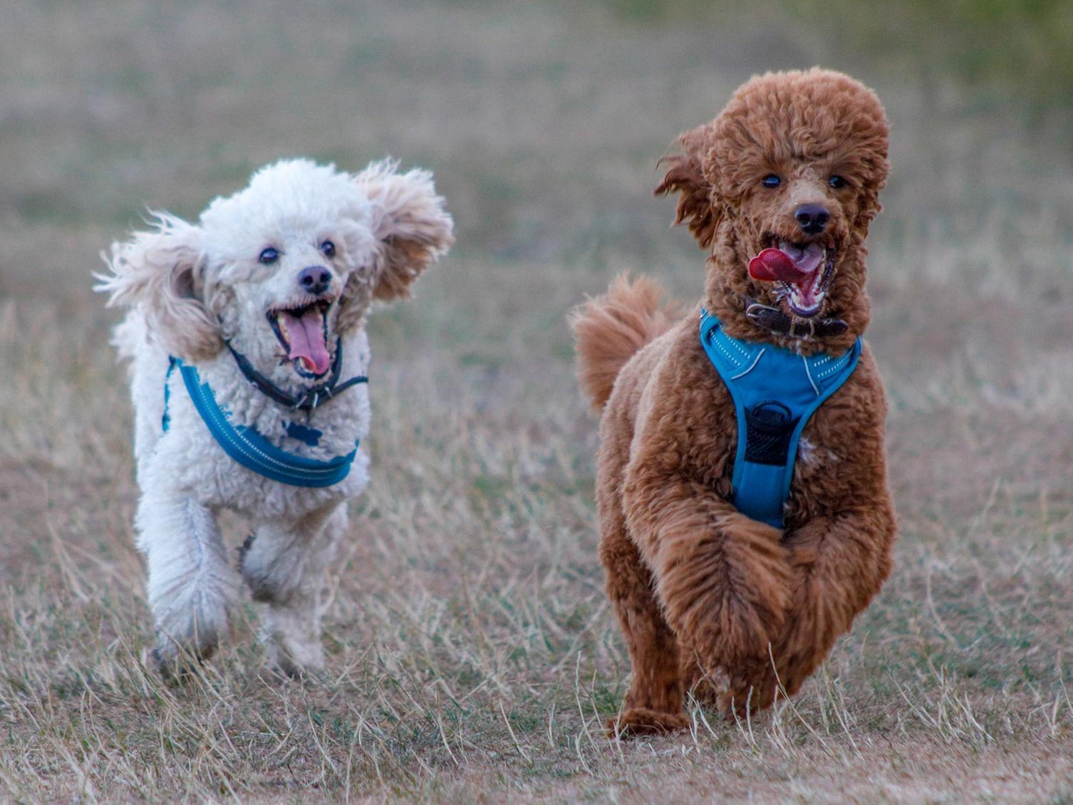 You shared lots of photos of your four-legged friends with us