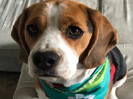 Dani Bear posted this photo with the message: 'This is Loki, he is 16 months and we’ve just completed 50 miles for the Samaritans this month.'
