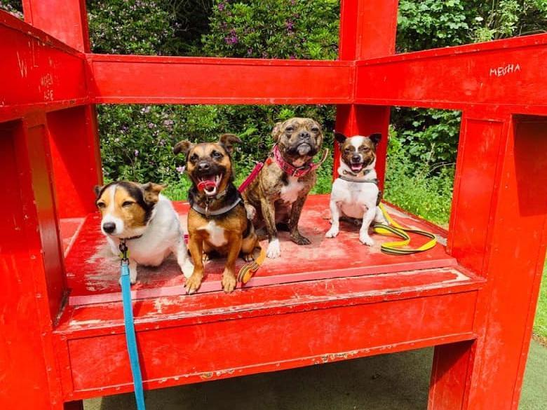 Emma Maria Mclaren posted this photo with the message: 'Scrappy, Ellie, Skye and Odie.'