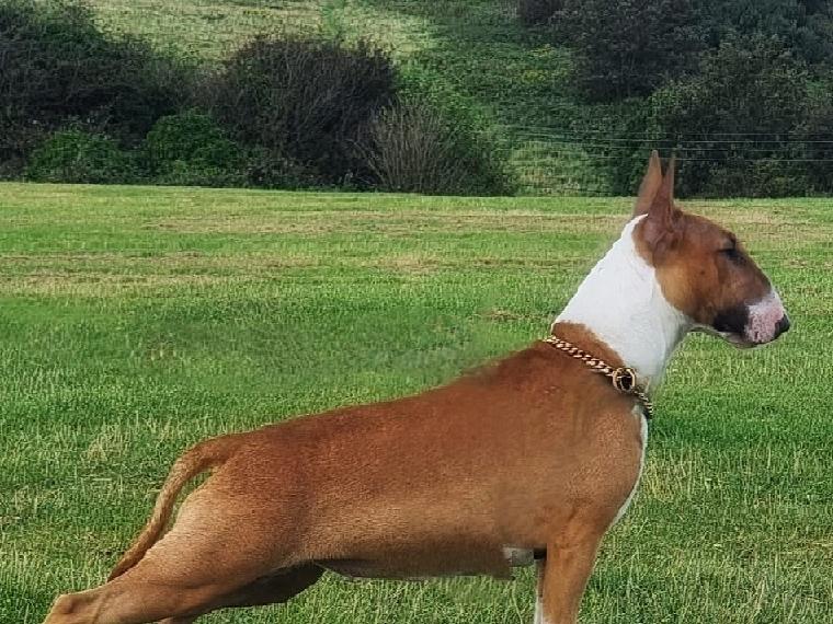Lea Tutt posted this photo with the message: '10 month old Layla, the English Bull Terrier at its finest'