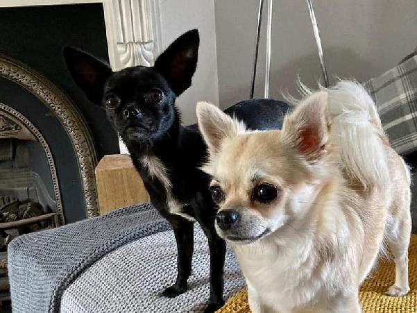 Iain Gillies posted this photo with the message: 'Hastings Top Pets winners 2021 Hastings Observer, Cilla and Dusty.'