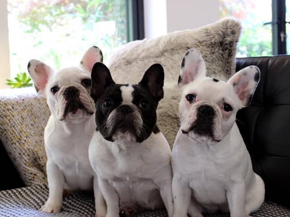 You shared lots of your photos of your four-legged friends