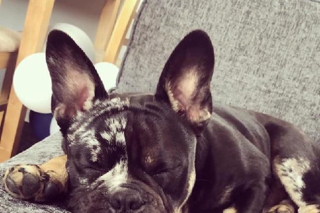Kaylee Brown posted this photo with the message: 'Oslo eight months old, Frenchie X old English!'