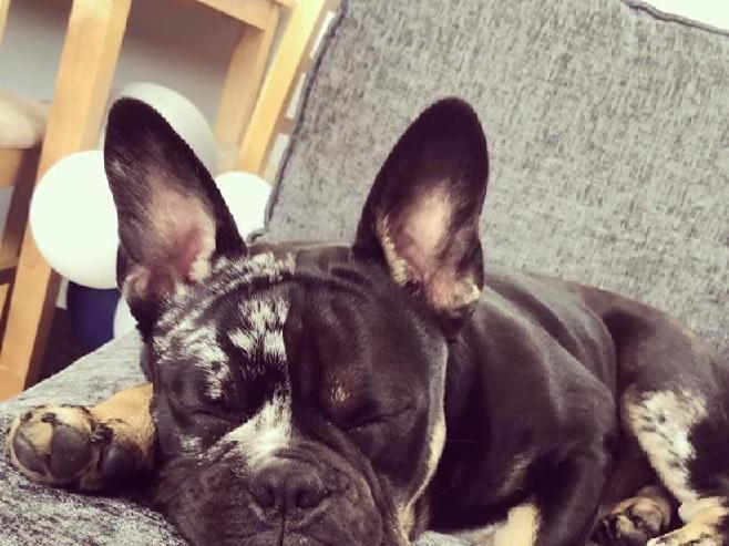 Kaylee Brown posted this photo with the message: 'Oslo eight months old, Frenchie X old English!'