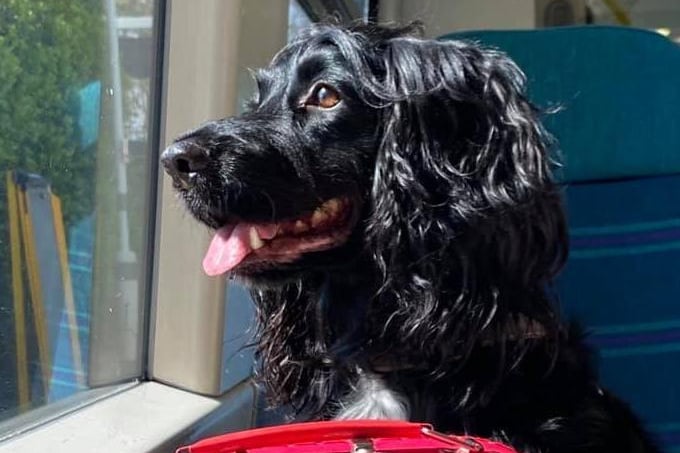 Nancy Kent posted this photo with the message: 'Four-year-old Cocker Spaniel, Toulouse.'