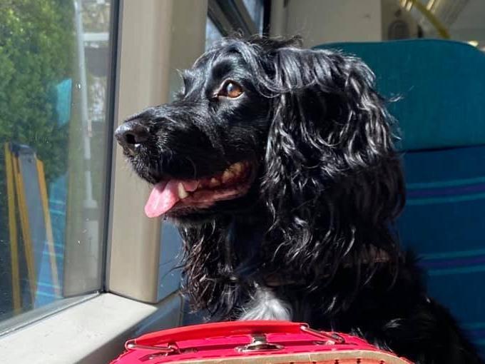 Nancy Kent posted this photo with the message: 'Four-year-old Cocker Spaniel, Toulouse.'