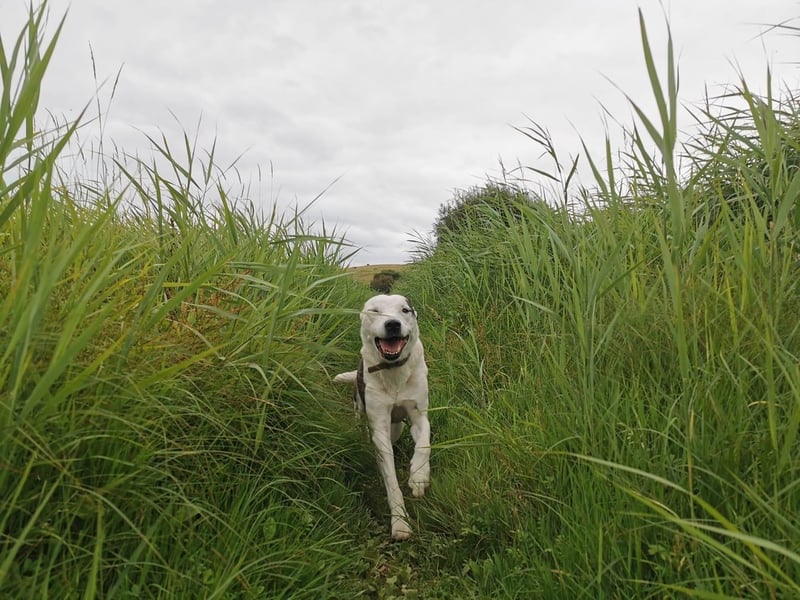 Natalia Sayer posted this photo with the message: 'Oscar'