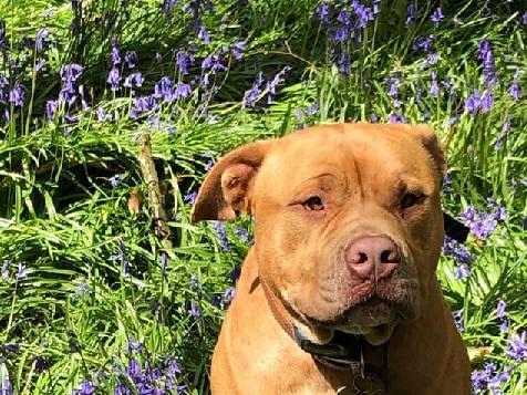 Sharon Clark posted this photo with the message: 'Odin, two-year-old American Bulldog cross.'