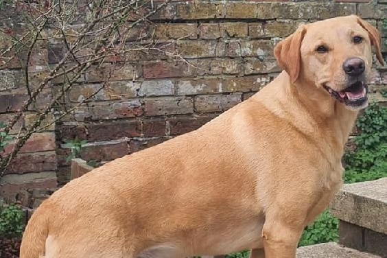 Andrea Gates posted this photo with the message: 'Rocky, our gorgeous, playful and loyal Labrador. He’s three-years-old.'
