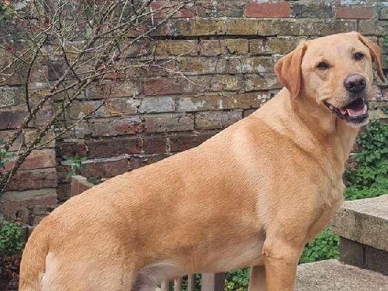 Andrea Gates posted this photo with the message: 'Rocky, our gorgeous, playful and loyal Labrador. He’s three-years-old.'