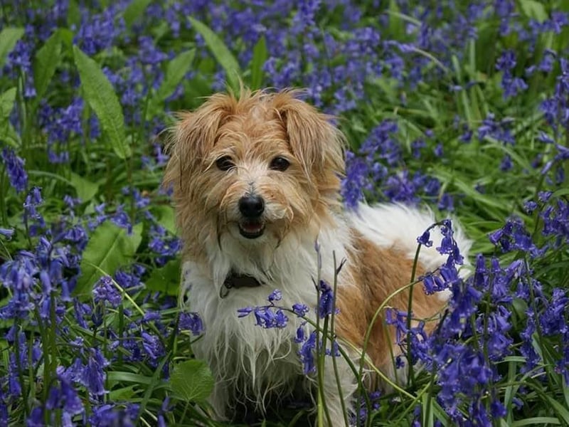 Olly Hammond posted this photo to our Bexhill Observer page with the message: 'Beautiful Lula age 11'