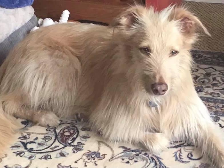 Hilary Cisneros Mccorry posted this photo to our Bexhill Observer page with the message: 'Rusty six years. We rescued him in April.'