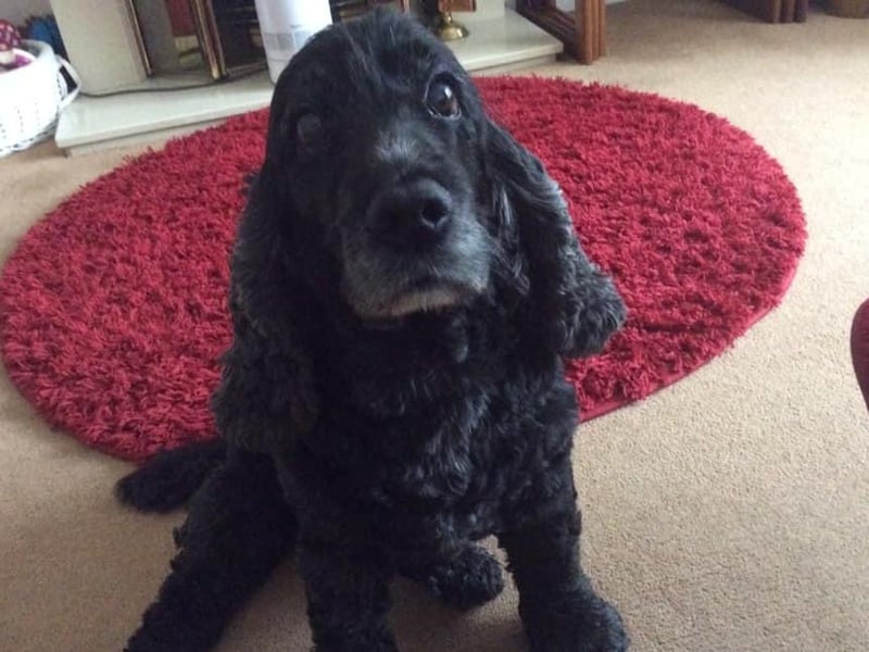 Angela Langham posted this photo to our Bexhill Observer page with the message: 'Pixie, aged 11 years. My world.'