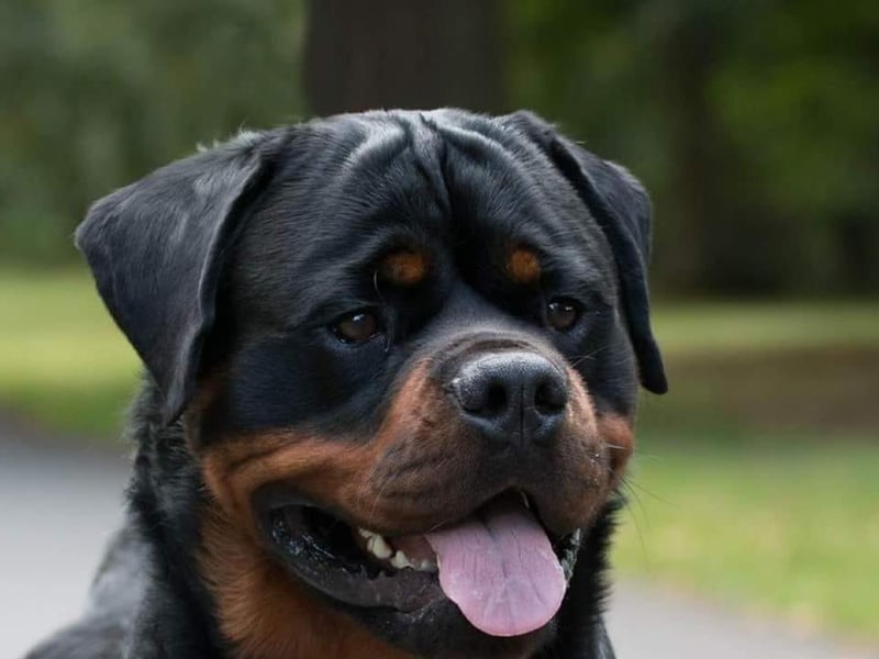 Sharon Fenwick posted this photo with the message: 'Oakley'